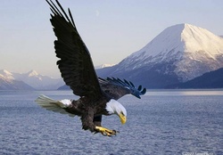 The Great Anerican Bald Eagle