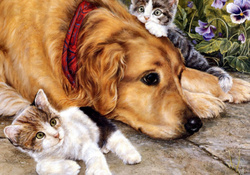 Cats and dog