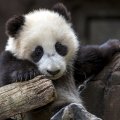 Panda cub