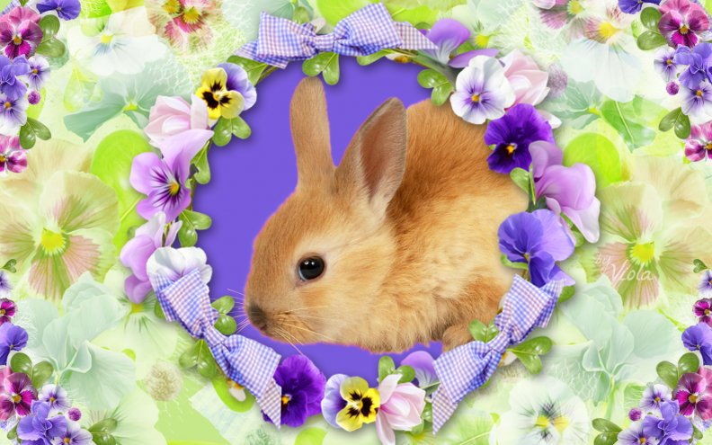 Bunny and Pansies