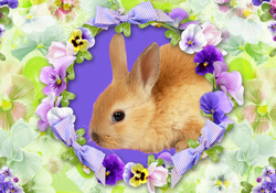 Bunny and Pansies