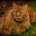 Red maine coon