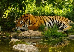 Tiger, my favorite