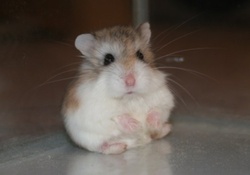little hamster