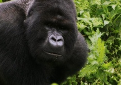 Silverback Gorilla Closeup