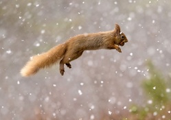 Red_squirrel