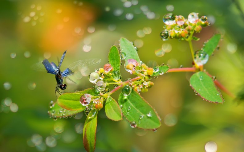 dragonfly_in_the_rain.jpg