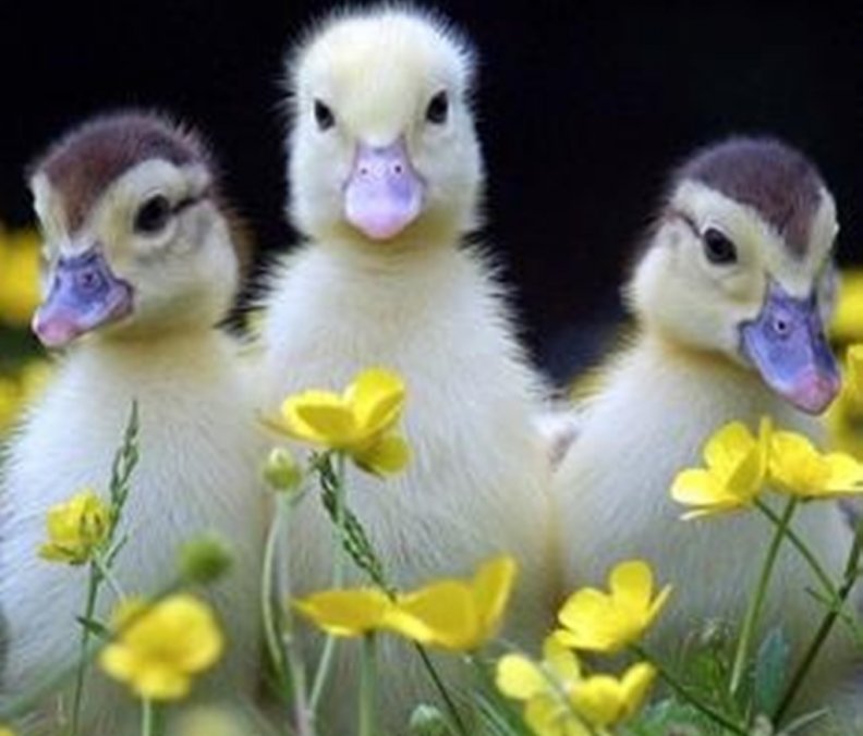 so cute ducklings