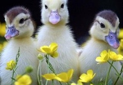 so cute ducklings