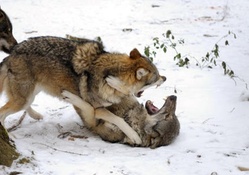 Wolves Fight