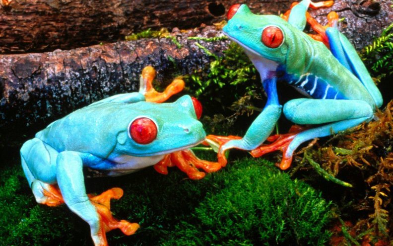 colorful_frogs.jpg