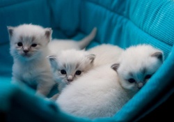 Precious Kitties