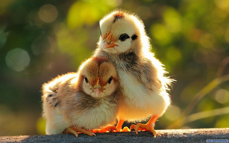 two_cute_chickens.jpg