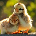 two cute chickens