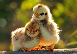 two cute chickens