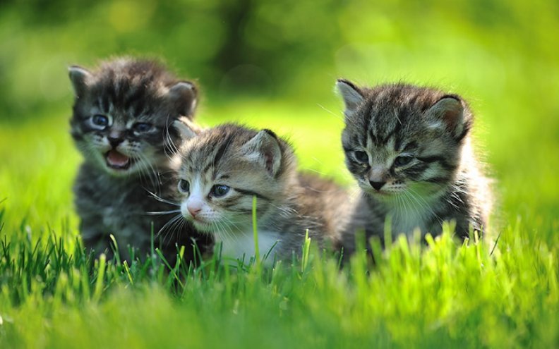 Beautiful Kittens for  Carmen (carmenmbonilla)