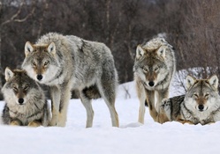wolf buddies