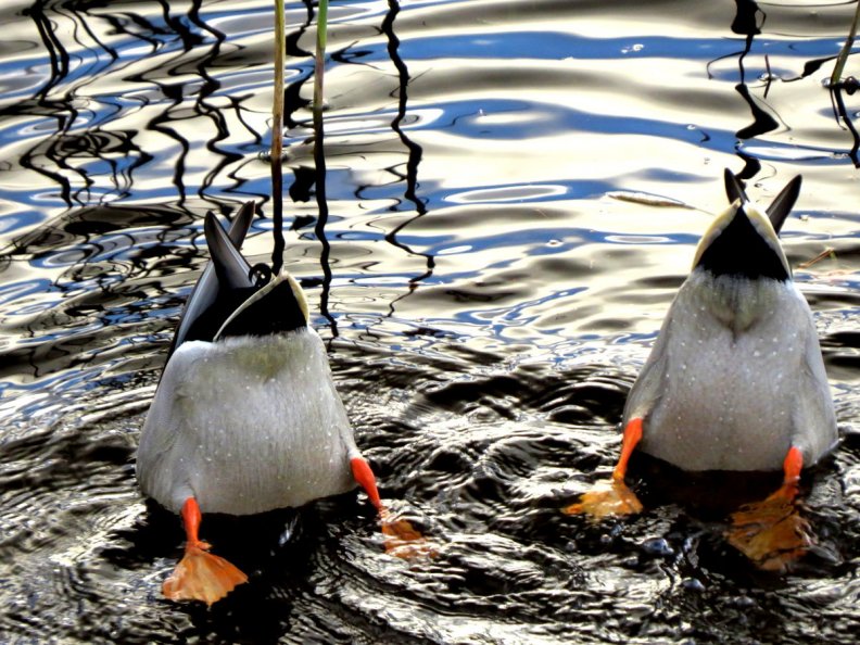 ducks_on_the_pond.jpg