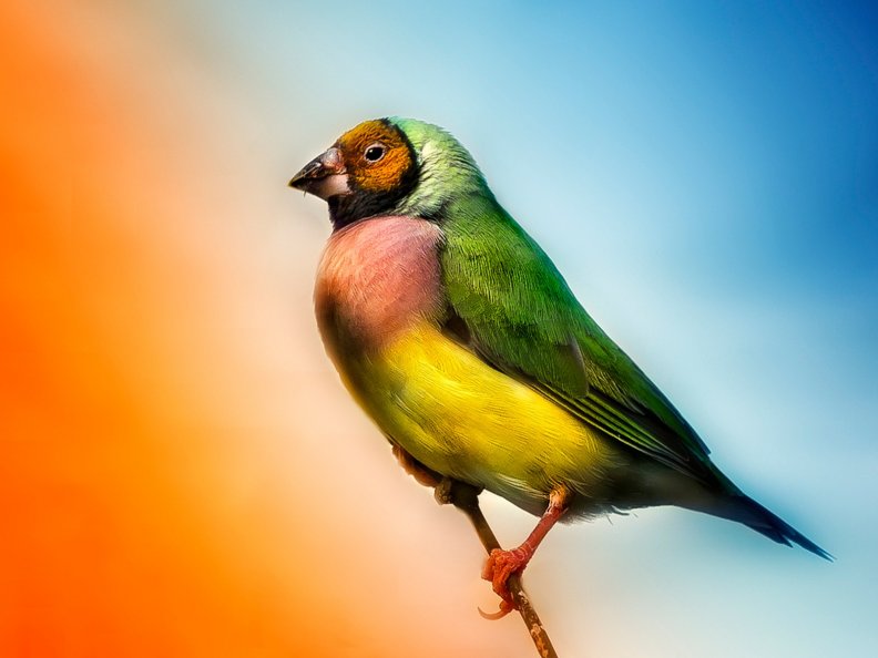 colorful_bird.jpg