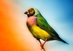 *** Colorful bird ***