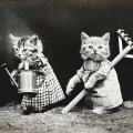 Kitties for Weir! :D