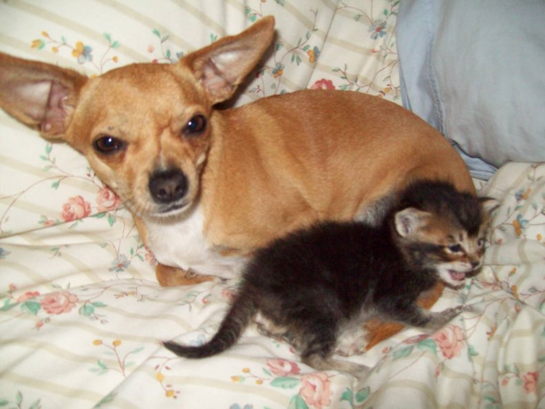kitten_and_chihuahua.jpg