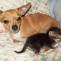 kitten and chihuahua
