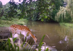 Fawn Drinking From Stream