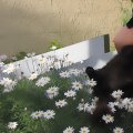 cat in daisies