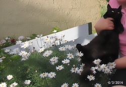 cat in daisies