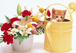 Spring Bouquet and Kitten