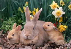 beige bunnies