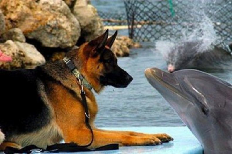 dog and dolphin