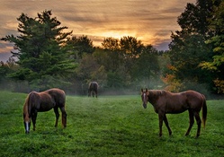 Horses in a Meadow at Sunset