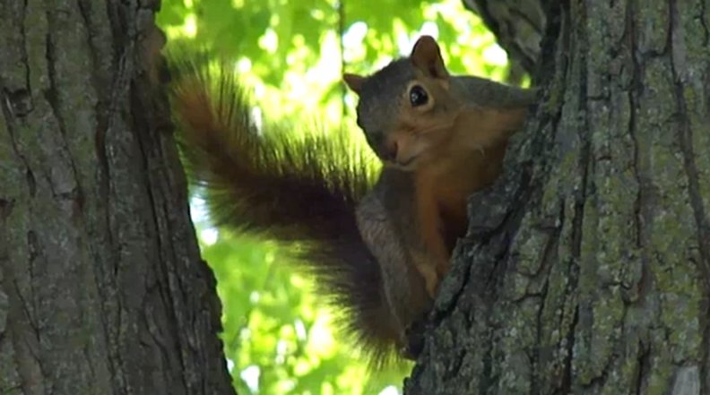 squirrel_on_tree.jpg