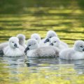 Swan chicks
