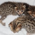 Serval Savannah Kittens