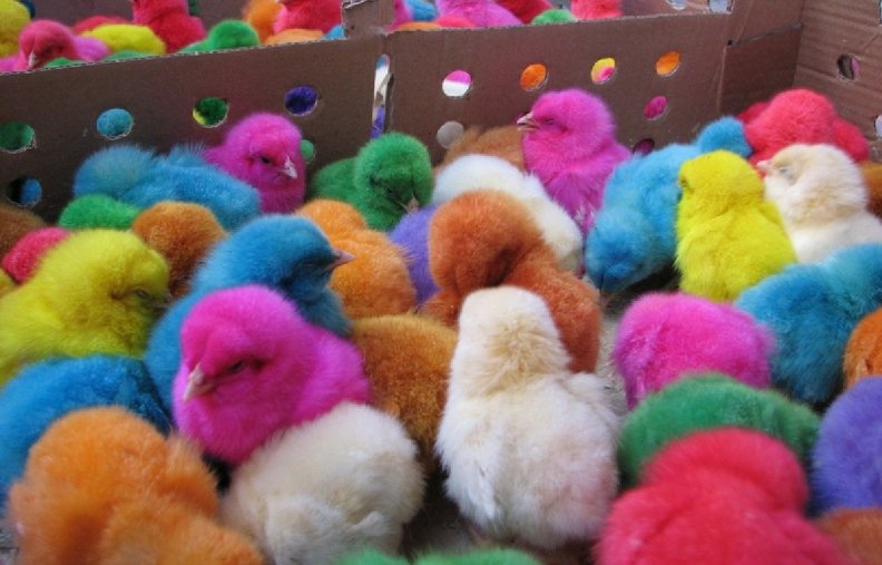 Colourful Chicken