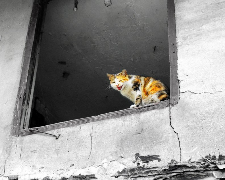cat_in_the_window.jpg