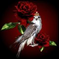 The Bird and The Red Roses