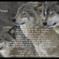 wolf prayer