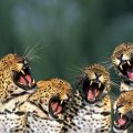 growling jaguar cubs