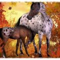 An Appaloosa Mare and Her Foal