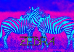 Trippy Zebras