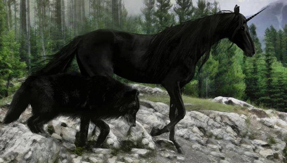 Black Wolf and Unicorn