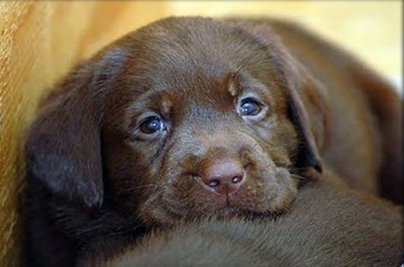 chocolate puppy