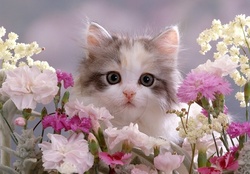 kitten among flowers