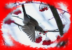 Beautiful Winter Bird