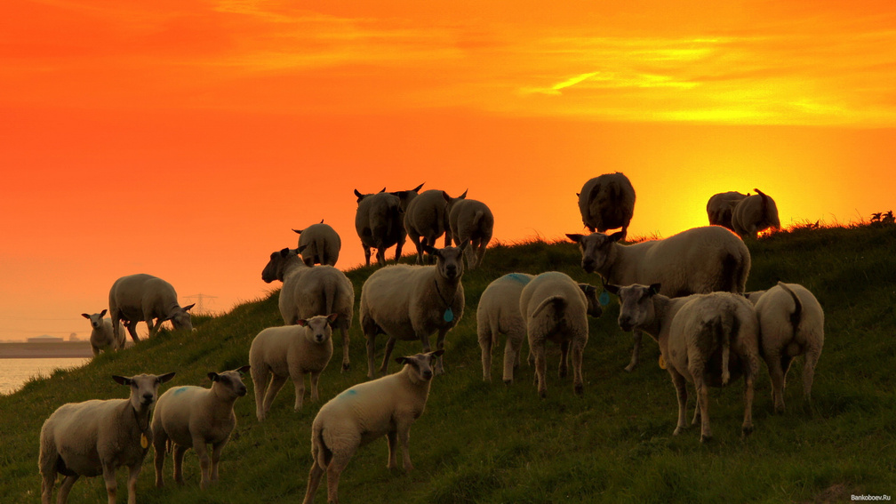 Desktop Wallpaper Sheep Animals Landscape Mist Fog Hd Image Picture  Background 1eb3d4