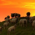 Sheeps at sunset